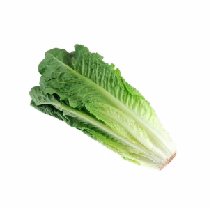 Romaine Lettuce