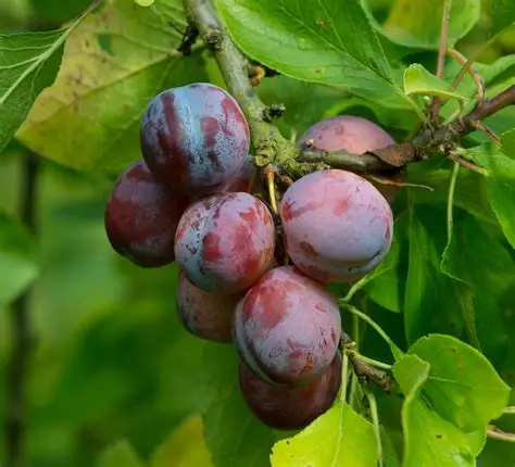 Plum (Local)