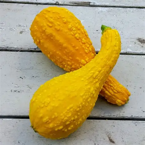 Yellow Squash